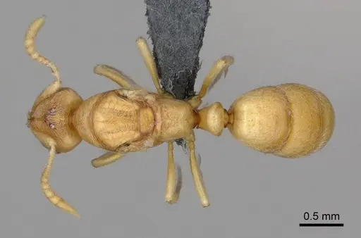 Cryptopone ochracea specimen CASENT0872498 image casent0872498_1