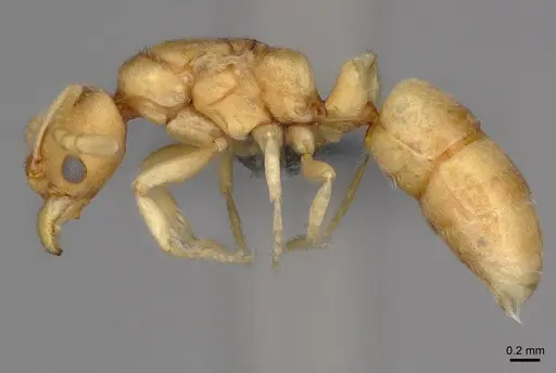 Cryptopone ochracea specimen CASENT0872498 image casent0872498_3