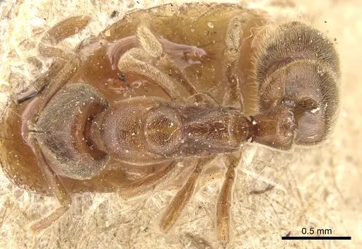 Cryptopone ochracea specimen CASENT0903939 image casent0903939_1