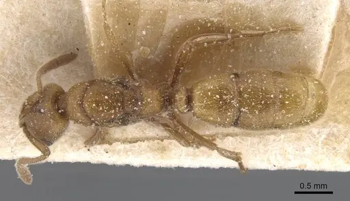 Cryptopone ochracea specimen CASENT0915271 image casent0915271_1