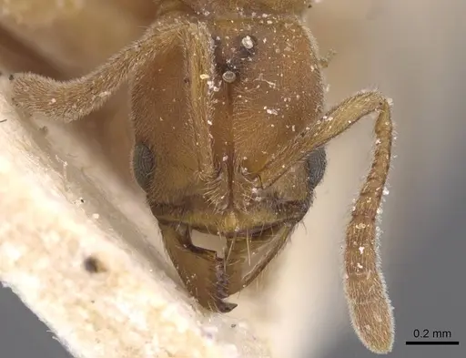 Cryptopone ochracea specimen CASENT0915271 image casent0915271_2