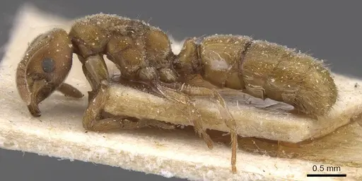 Cryptopone ochracea specimen CASENT0915271 image casent0915271_3
