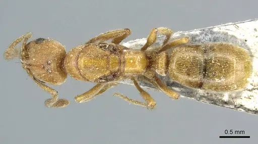 Cryptopone ochracea specimen CASENT0915935 image casent0915935_1