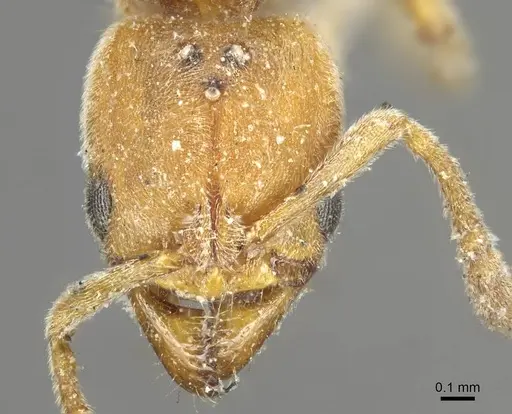 Cryptopone ochracea specimen CASENT0915935 image casent0915935_2