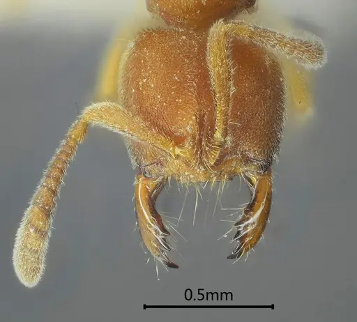 Cryptopone recticlypea specimen ANTWEB1060501 image antweb1060501_2