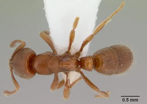 Cryptopone rotundiceps specimen CASENT0172100 image casent0172100_1