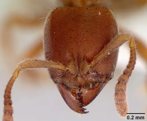 Cryptopone rotundiceps specimen CASENT0172100 image casent0172100_2