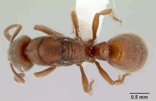 Cryptopone rotundiceps specimen CASENT0172101 image casent0172101_1