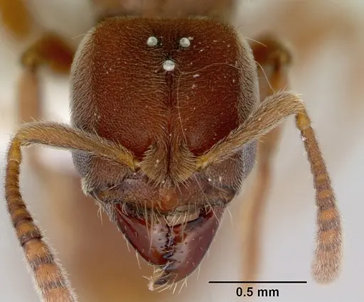Cryptopone rotundiceps specimen CASENT0172101 image casent0172101_2