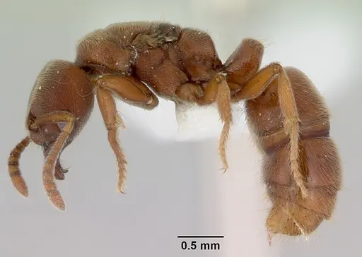 Cryptopone rotundiceps specimen CASENT0172101 image casent0172101_3