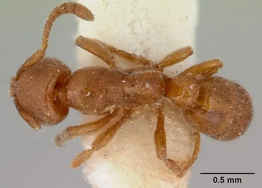 Cryptopone rotundiceps specimen CASENT0172110 image casent0172110_1