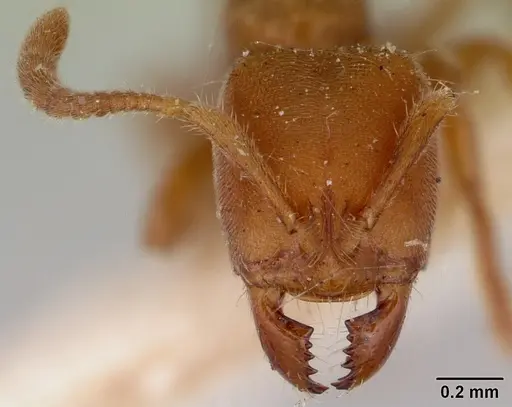 Cryptopone rotundiceps specimen CASENT0172110 image casent0172110_2