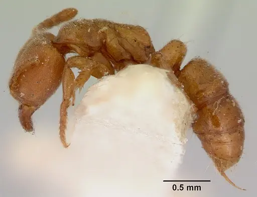 Cryptopone rotundiceps specimen CASENT0172110 image casent0172110_3