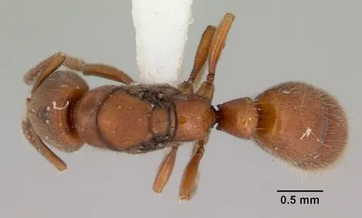 Cryptopone rotundiceps specimen CASENT0172111 image casent0172111_1