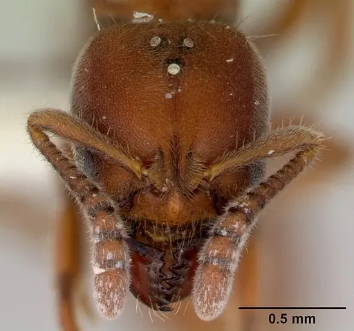 Cryptopone rotundiceps specimen CASENT0172111 image casent0172111_2