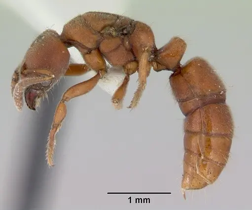 Cryptopone rotundiceps specimen CASENT0172111 image casent0172111_3