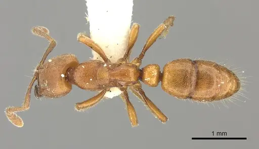 Cryptopone rotundiceps specimen CASENT0260413 image casent0260413_1