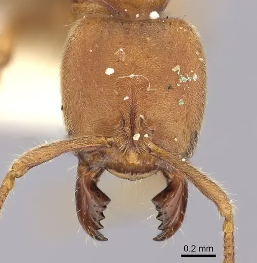 Cryptopone rotundiceps specimen CASENT0260413 image casent0260413_2