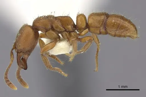 Cryptopone rotundiceps specimen CASENT0260413 image casent0260413_3