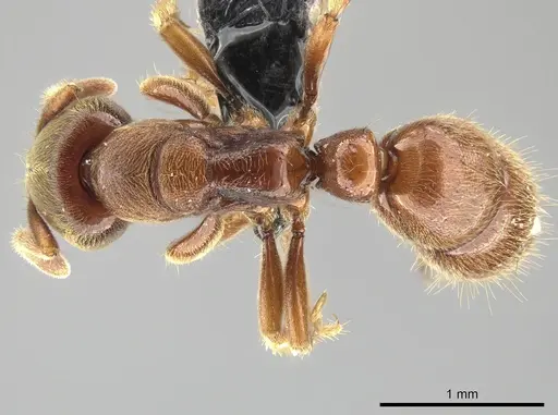 Cryptopone rotundiceps specimen CASENT0650363 image casent0650363_1