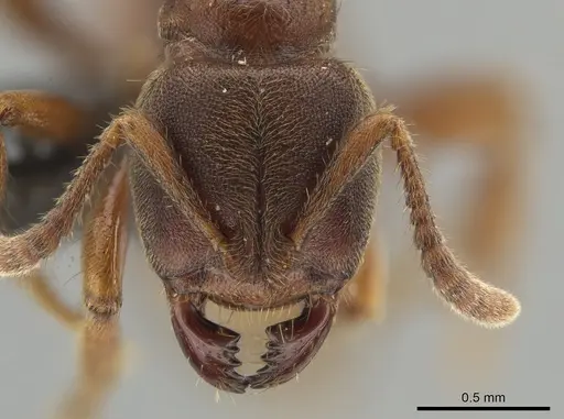 Cryptopone rotundiceps specimen CASENT0650363 image casent0650363_2