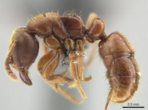 Cryptopone rotundiceps specimen CASENT0650363 image casent0650363_3