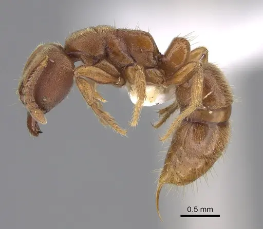 Cryptopone rotundiceps specimen CASENT0887813 image casent0887813_1