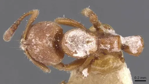 Cryptopone rotundiceps specimen CASENT0907318 image casent0907318_1