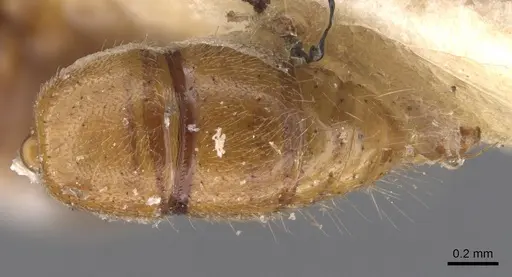 Cryptopone rotundiceps specimen CASENT0907318 image casent0907318_2