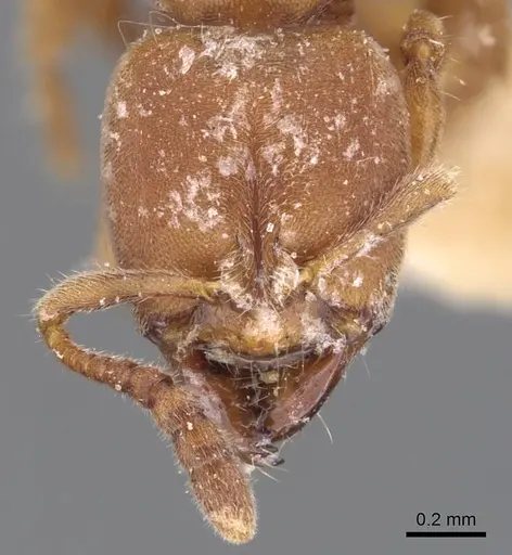 Cryptopone rotundiceps specimen CASENT0907318 image casent0907318_3