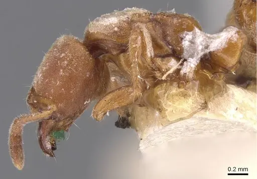 Cryptopone rotundiceps specimen CASENT0907318 image casent0907318_4