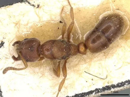 Cryptopone rotundiceps specimen CASENT0915174 image casent0915174_1