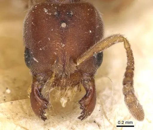 Cryptopone rotundiceps specimen CASENT0915174 image casent0915174_2