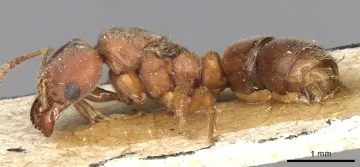 Cryptopone rotundiceps specimen CASENT0915174 image casent0915174_3