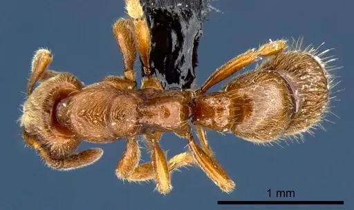 Cryptopone rotundiceps specimen CSIRONC0057 image csironc0057_1