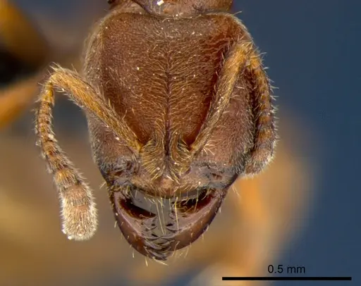 Cryptopone rotundiceps specimen CSIRONC0057 image csironc0057_2
