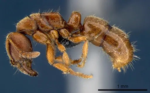 Cryptopone rotundiceps specimen CSIRONC0057 image csironc0057_3
