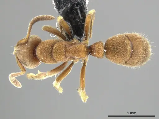 Cryptopone sauteri specimen ZRC image zrc_ent00007421_1