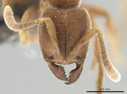 Cryptopone sauteri specimen ZRC image zrc_ent00007421_2