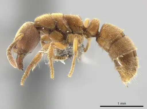 Cryptopone sauteri specimen ZRC image zrc_ent00007421_3