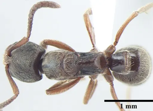 Cryptopone subterranea specimen ANTWEB1008000 image antweb1008000_1