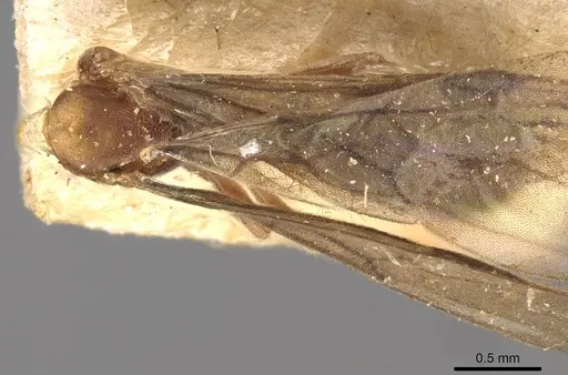 Cryptopone taivanae specimen CASENT0907291 image casent0907291_1