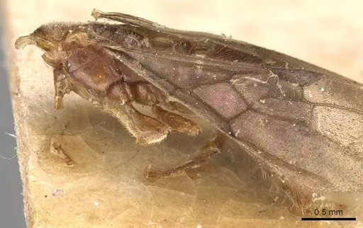 Cryptopone taivanae specimen CASENT0907291 image casent0907291_2