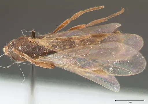 Cryptopone taivanae specimen FOCOL0371 image focol0371_1