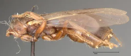 Cryptopone taivanae specimen FOCOL0371 image focol0371_2