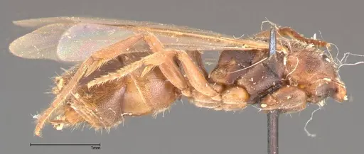 Cryptopone taivanae specimen FOCOL0371 image focol0371_3