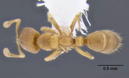 Cryptopone testacea specimen CASENT0106308 image casent0106308_1