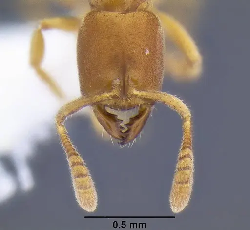 Cryptopone testacea specimen CASENT0106308 image casent0106308_2