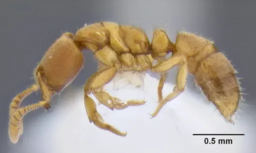 Cryptopone testacea specimen CASENT0106308 image casent0106308_3