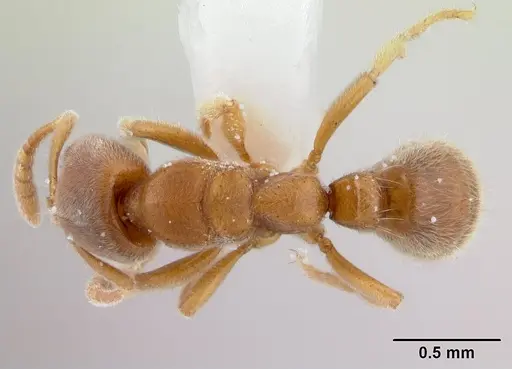 Cryptopone testacea specimen CASENT0178371 image casent0178371_1